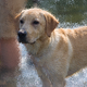 Illustration for article titled Shooting Challenge Pets Gallery 4